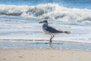 Super Cute With Deeded Beach Access (#26) - Sleeps 5 - Gulf Shores - 7