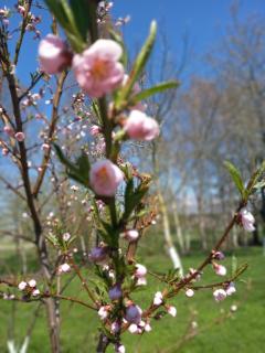 Namelis Drevernoje 2 - 6