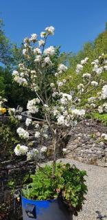 Pink Granite Garden of Ireland - Tinahely - 1