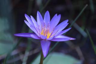 Water Lily Talpe - Talpe - 0