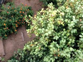 La casa di Vittorio de Feo - 8