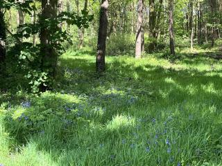 Pine Boutique Lodge with hot tub for couples & dog - 4