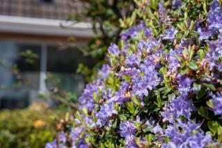 Golf Links Cottage - Views of Royal County Down - 3
