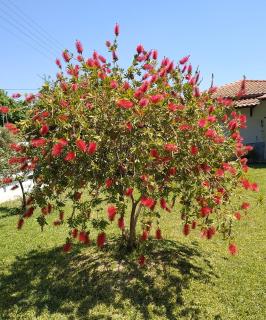 Summer House 150m from the beach for 5 persons. - Sozopoli - 5