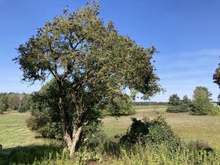 Ferienhaus Im Spreewald - Markische Heide - 3