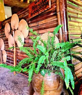 Palm Hill Chalet - 1