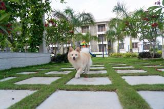 Palm Regal Resort - Gopālpur - 6