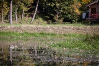 The Early Birds - Gedinne - 6