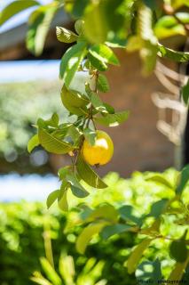 MANGA BLUE'S GUEST HOUSE - 1