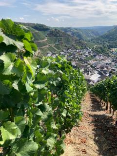 Relaxen im Weindorf Mayschoß Fewo 1 - 9