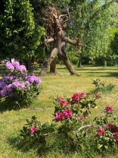 Pension Haus zum See - Markische Heide - 9