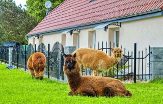 Familie Bis Zu 12 Personen - Schmatzin - 5