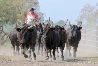 MANADE SAINT LOUIS Mas de La Paix - Montcalm - 5