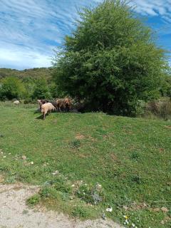 Casa Rural GUADALUPE de la fuenfria - Igualeja - 1