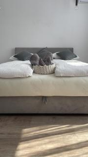 New Studio Apartment - Sarajevo - 5
