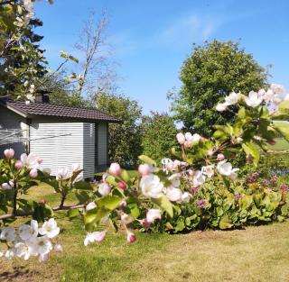 Idyllinen mökki ja pihasauna jokirannassa - sisältää liinavaatteet ja loppusiivouksen - Kalajoki - 8