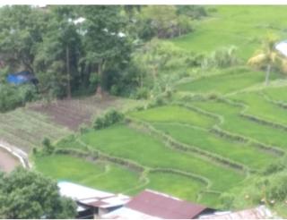 Mushtinal Guest House - Kelimutu - 3