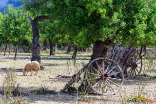 Agroturisme Subies - 5