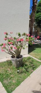 Casa 109 COND BRISAS DO FAROL n 07 - 9