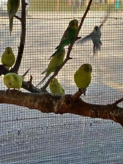 Alloggio agrituristico Zambon - 5