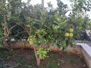 Residence Mare Azzurro - Balestrate - 2