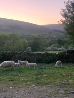 Sheep’s Bit - 4