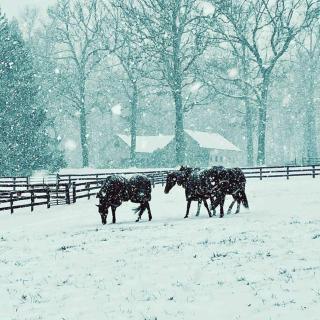 Historic Middleburg Equestrian Estate - 7