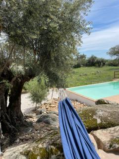 Almojanda 3 olive tree - 7