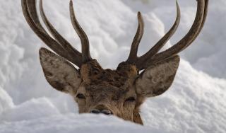 Zoo des Marécottes Boutique Hôtel - 3