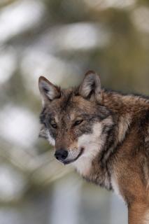 Zoo des Marécottes Boutique Hôtel - 2