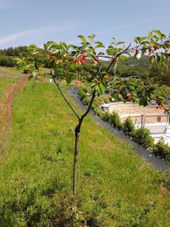 Agriturismo Il Moro - Gubbio - 3