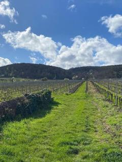 Schockelgaul – Parterre - 2