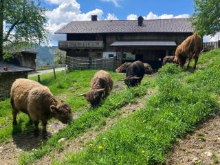 Landhaus Hochkönig - Mühlbach am Hochkönig - 2