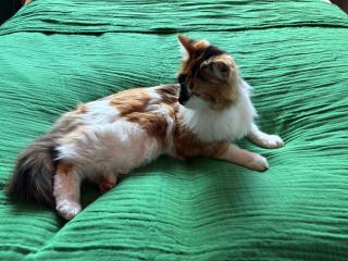 The Cat’s Cradle - Grundarfjordur - 0