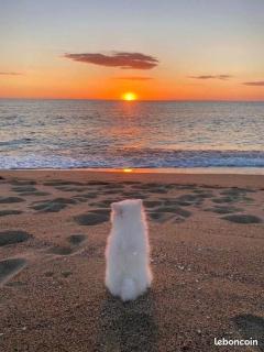 BARCARESA-Villa cosy en bord de mer, idéalement située - 9