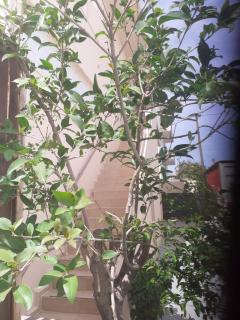 House escape - Chania - 7