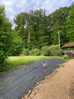 Studio au bord de la forêt de Perseigne - - 1