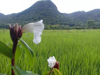 Tado Homestay - Limbung - 1