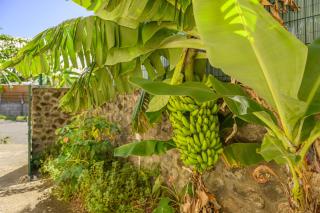 Le jardin des Tuit Tuit * Vue Mer * Cozy - Saint-Leu - 1