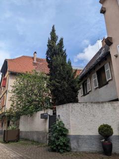 Gîte du Figuier 4 à 6 personnes Sélestat Centre-Alsace - Sélestat - 2