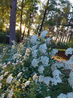 Domek w Borach Tucholskich - Wycinki - 5