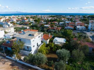 Anastasia's lemon garden - 7