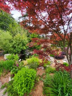 The White Rabbit Inn - Courtenay - 2