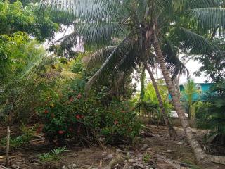 cabaña en la selva - Útila - 5