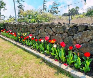 Jeju Sunshine Pension - Jeju - 8