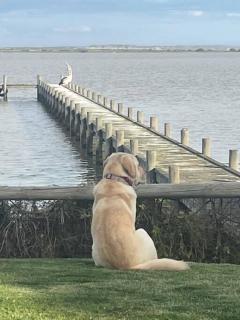 Pelicans Rest - Experience a Waterfront Beach Retreat, Pet Friendly - 3