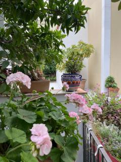Appartamenti Villa Maria - Ischia - 9