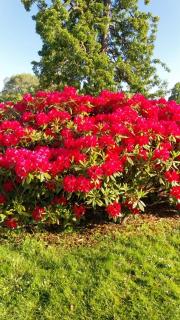 Ferienwohnung Mathilda - Waren - 3