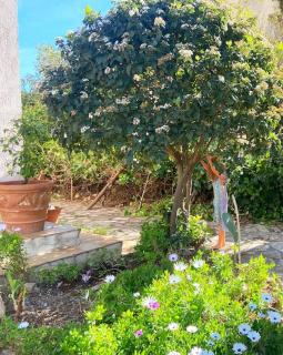 Maison au cœur de Sète - Sète - 5