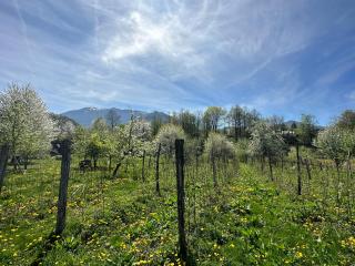 Apartman Quince - Mojkovac - 2